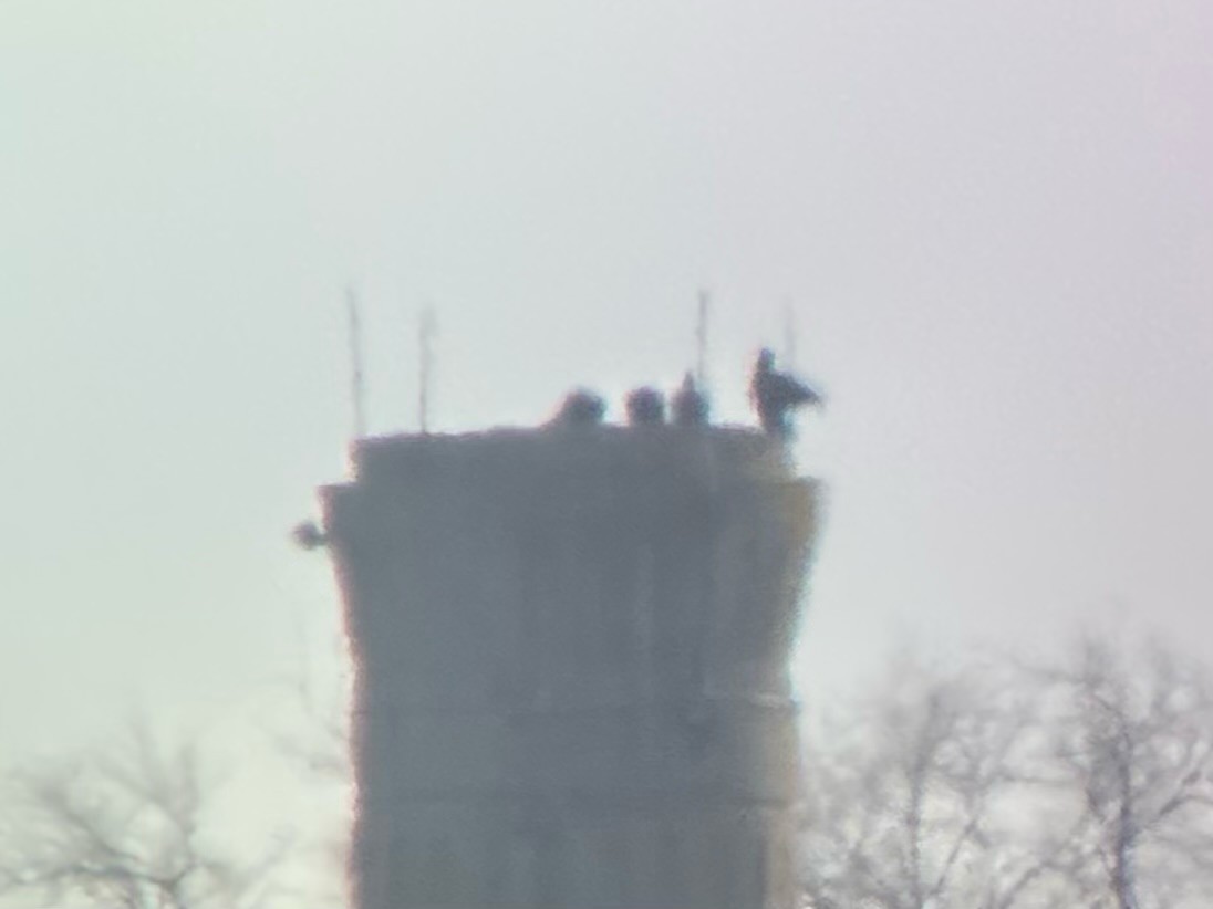 Чёрная катарта - ML645808887