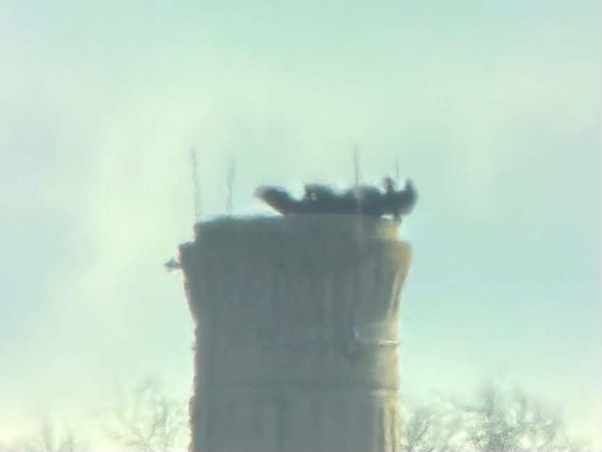 Чёрная катарта - ML645808888