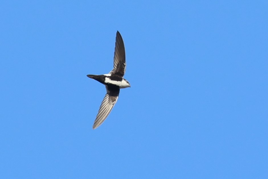White-throated Swift - ML645808891