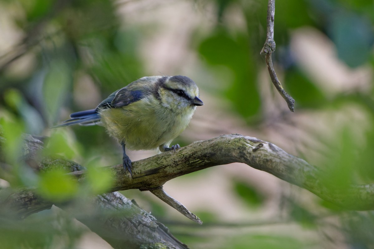 Eurasian Blue Tit - ML645808901
