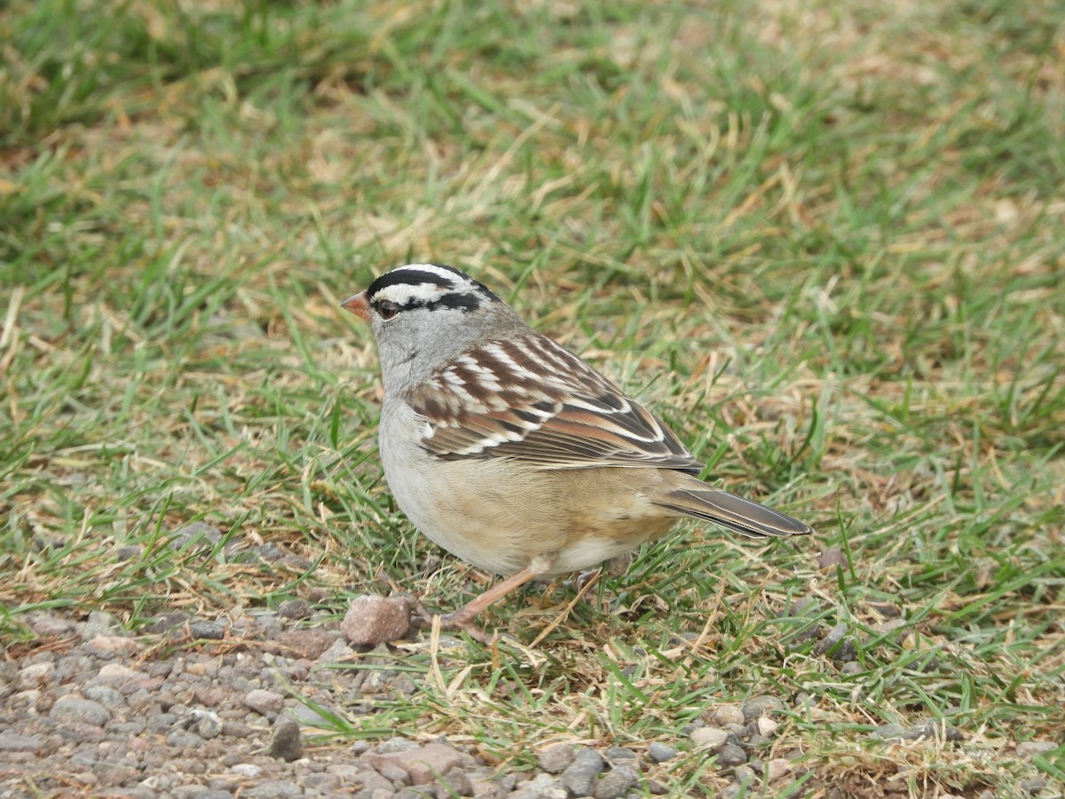 White-crowned Sparrow - ML645808904