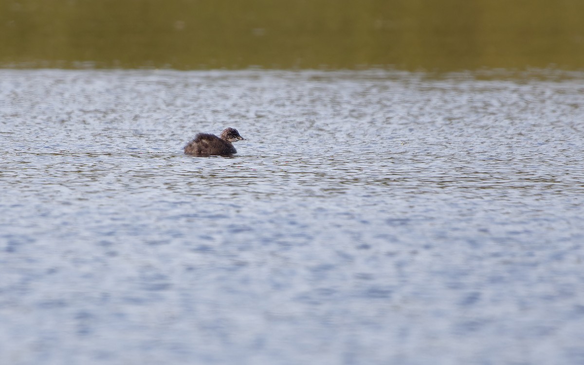 Eared Grebe - ML645808908