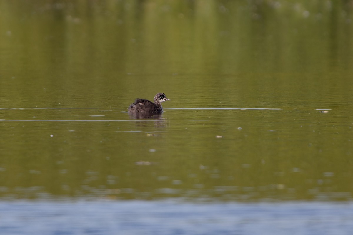 Eared Grebe - ML645808915