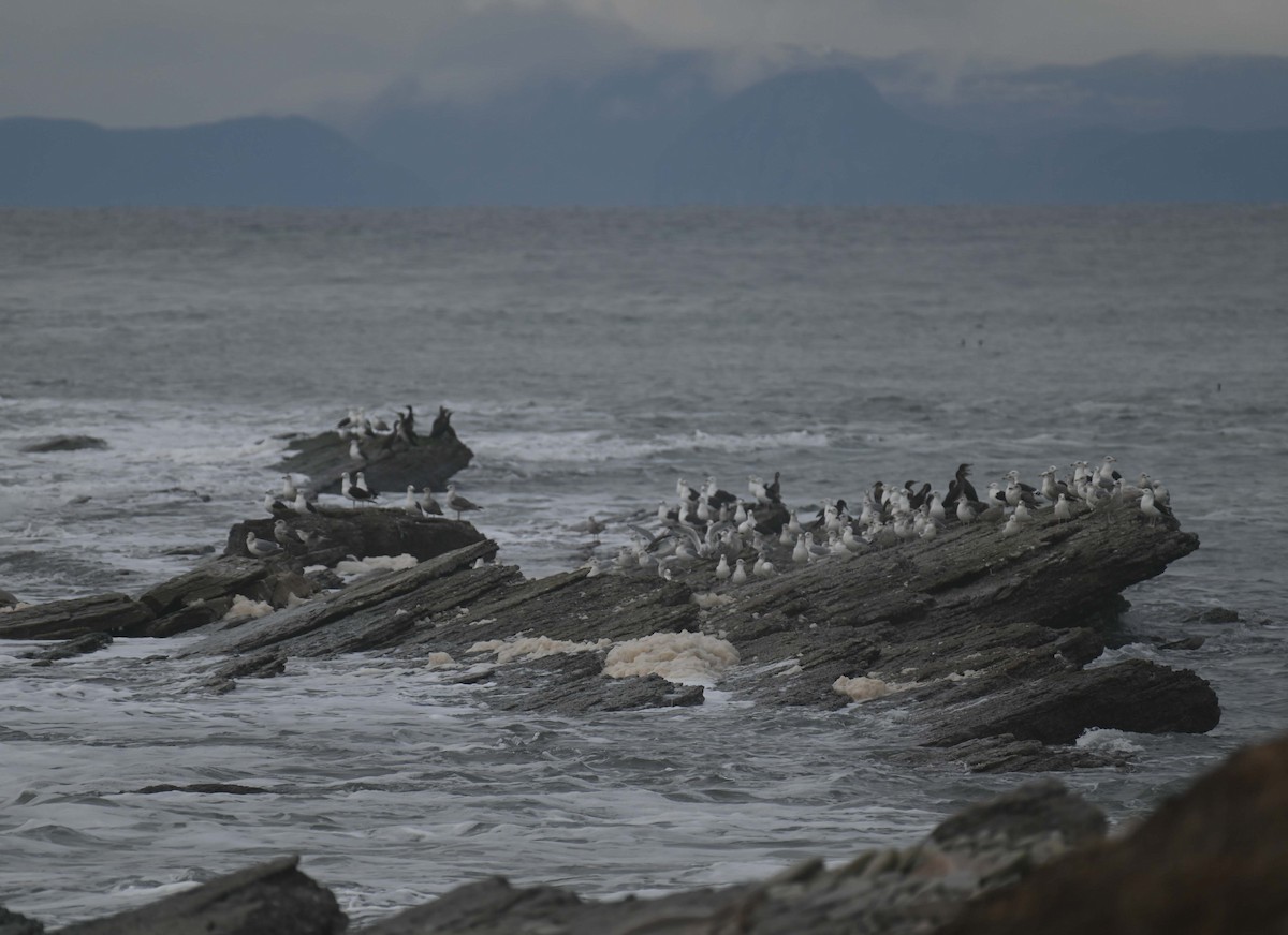 Larinae sp. - ML645808918