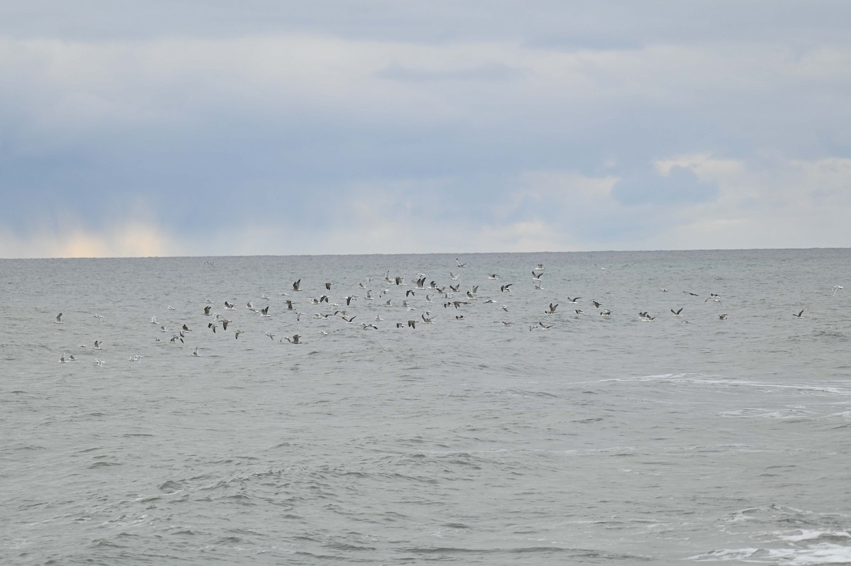 Larinae sp. - ML645808919