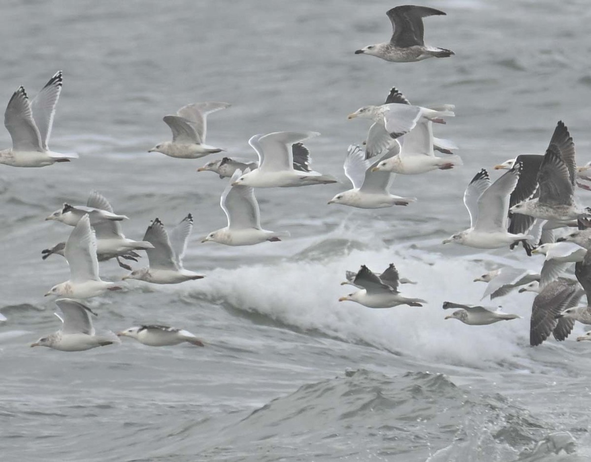 Larinae sp. - ML645808920