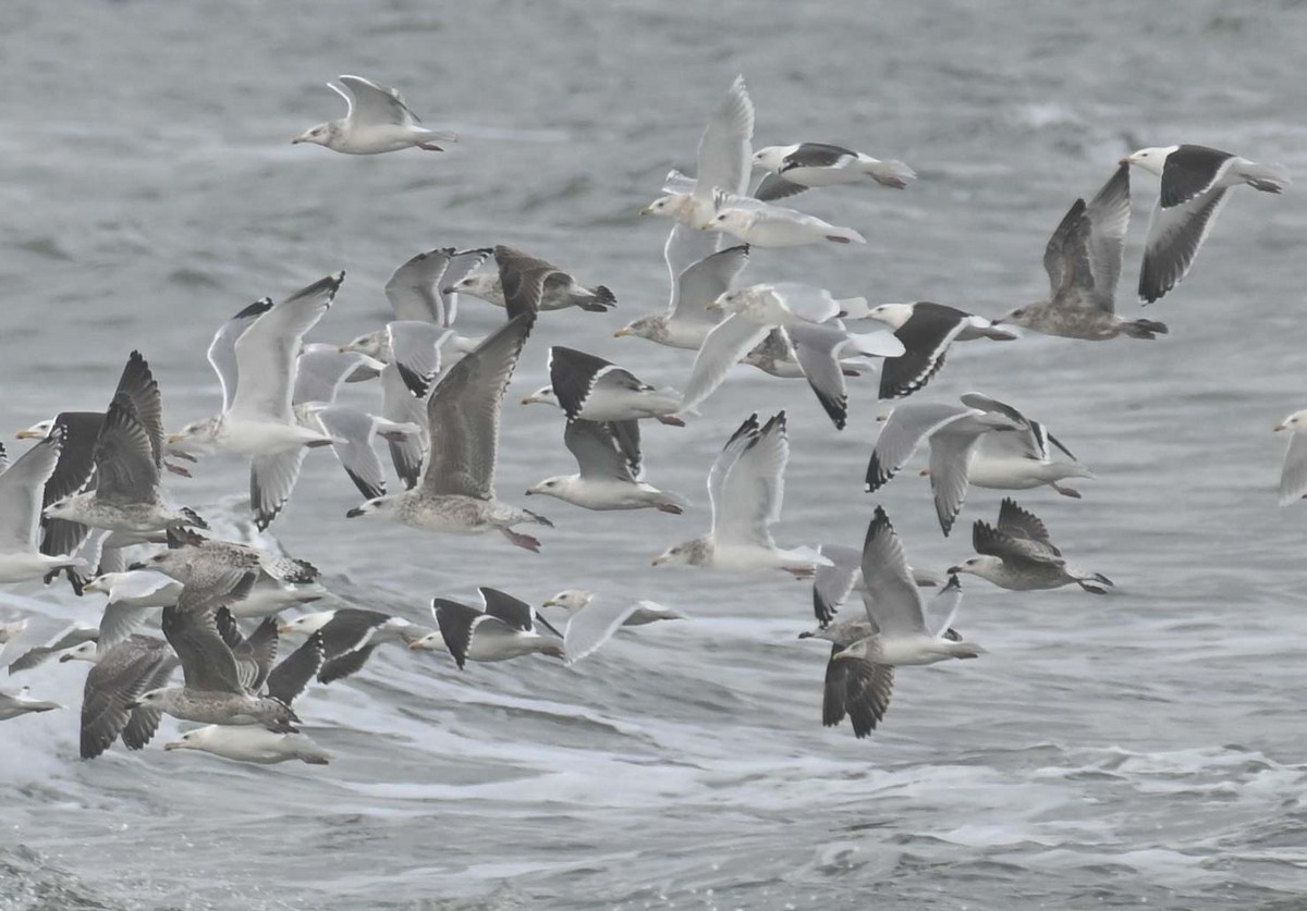 Larinae sp. - ML645808921