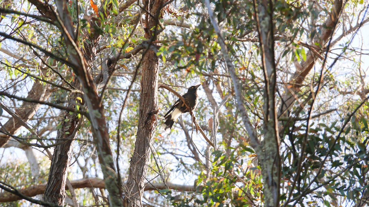 Pied Currawong - ML645808922