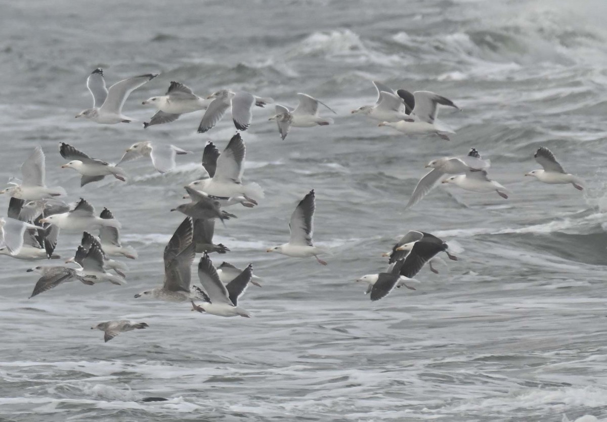 Larinae sp. - ML645808923