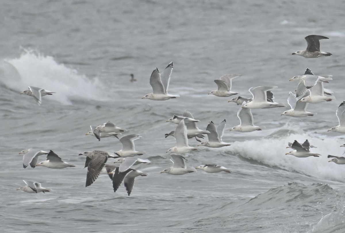 Larinae sp. - ML645808924