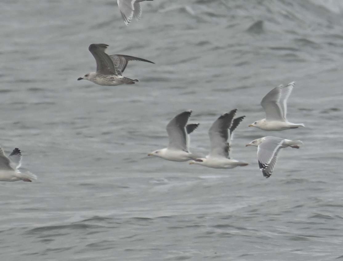 Larinae sp. - ML645808925