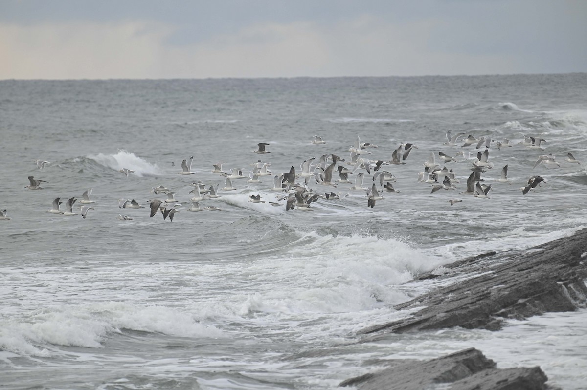 Larinae sp. - ML645808926