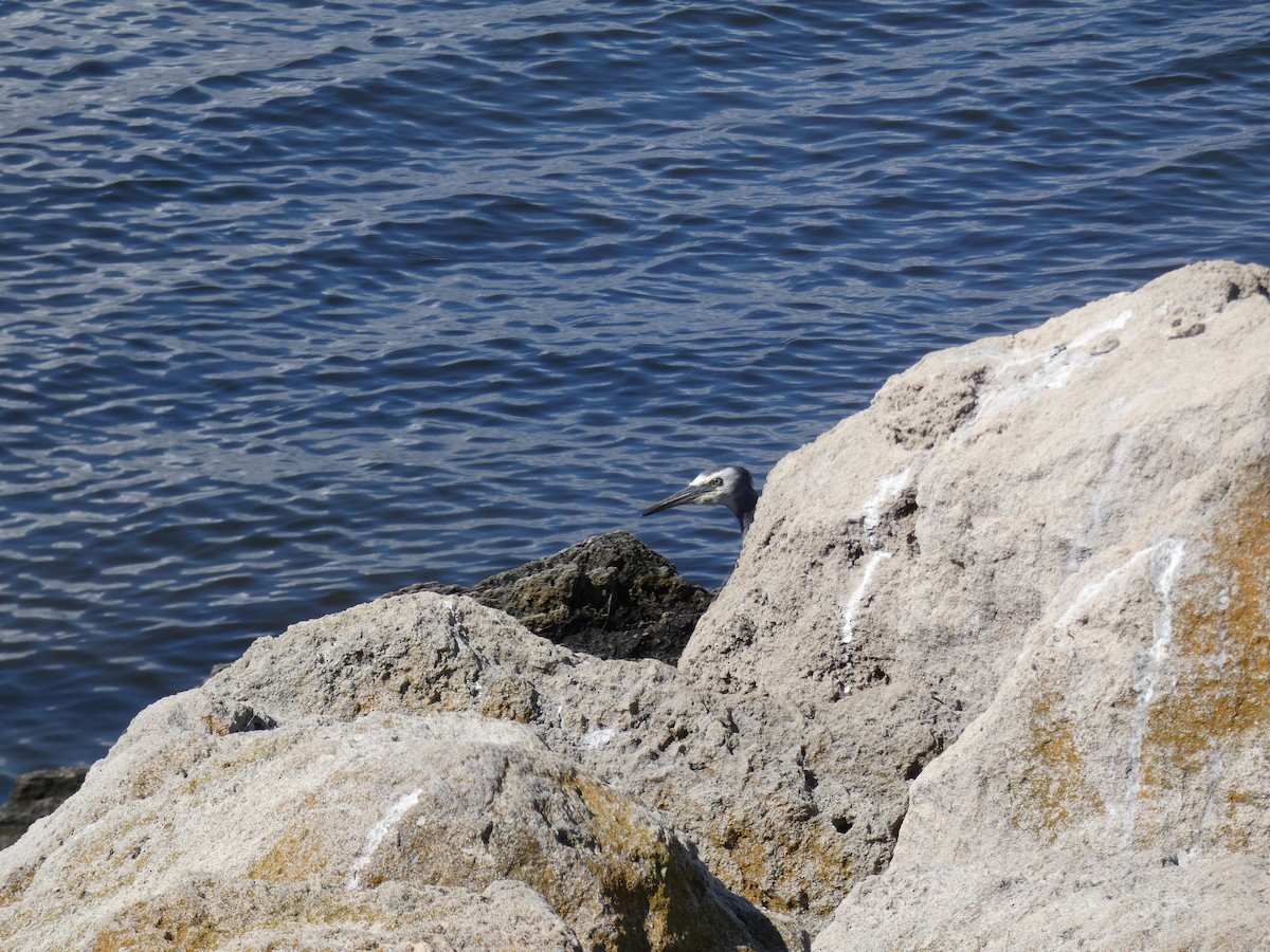 White-faced Heron - ML645808930