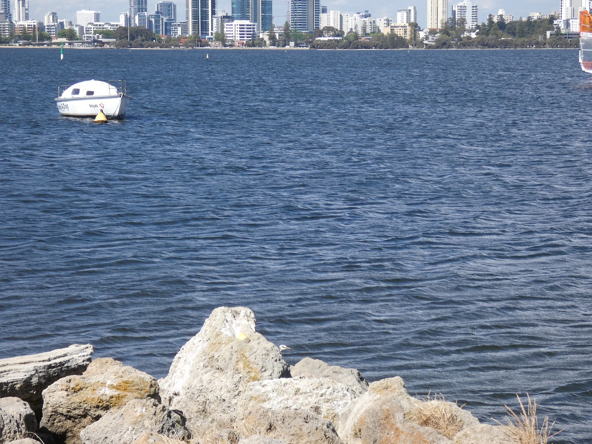 White-faced Heron - ML645808931