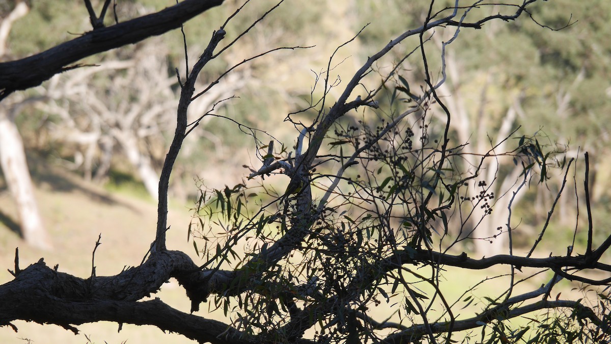 Doğulu Sarı Bülbül - ML645808941