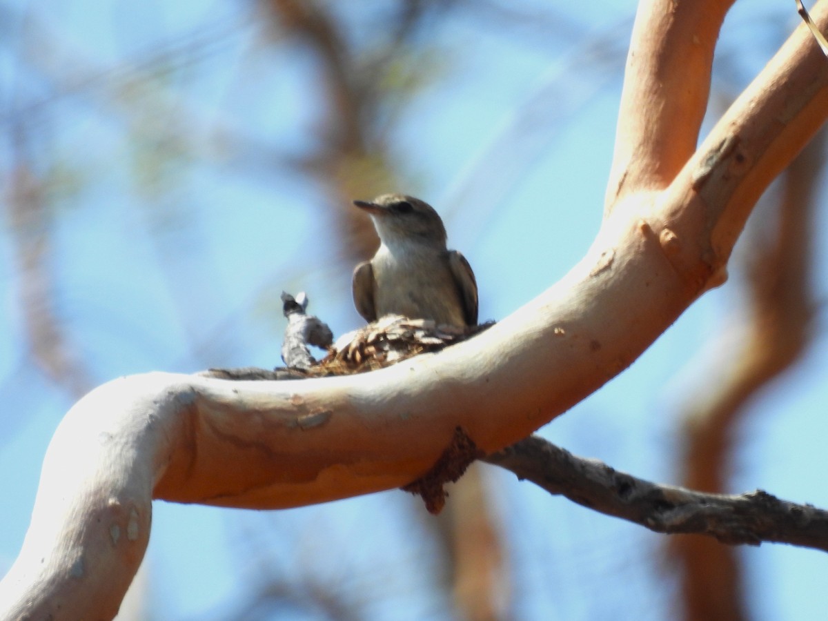 Miro enchanteur - ML645808963