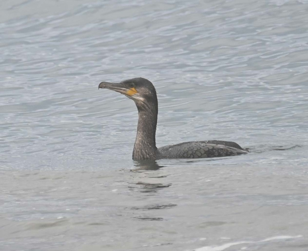 kormorán velký - ML645808984