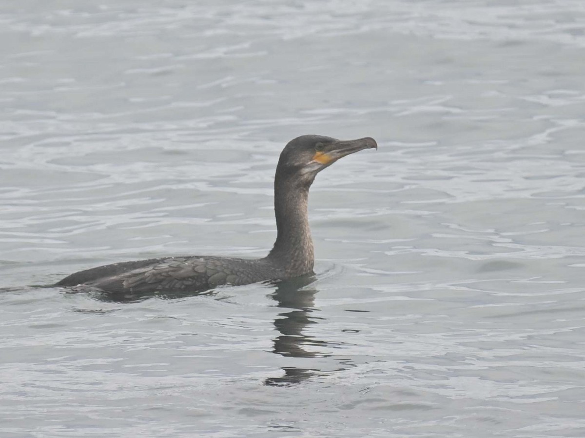 kormorán velký - ML645808987