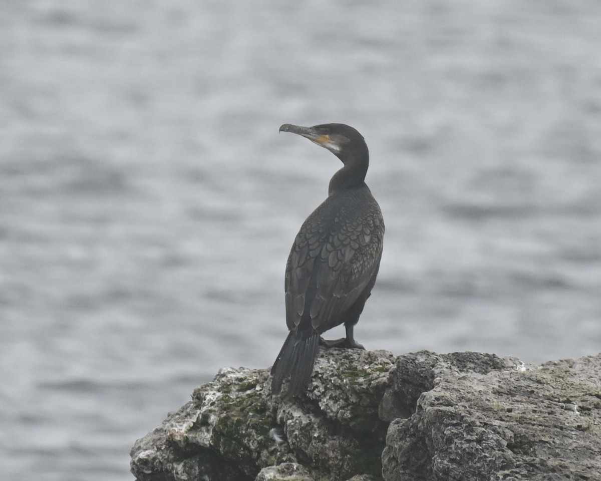 kormorán velký - ML645808989