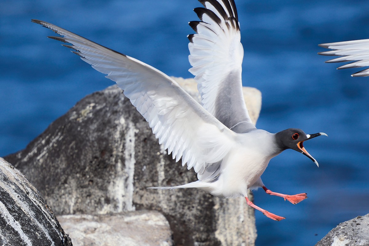 Gaviota Tijereta - ML645808997
