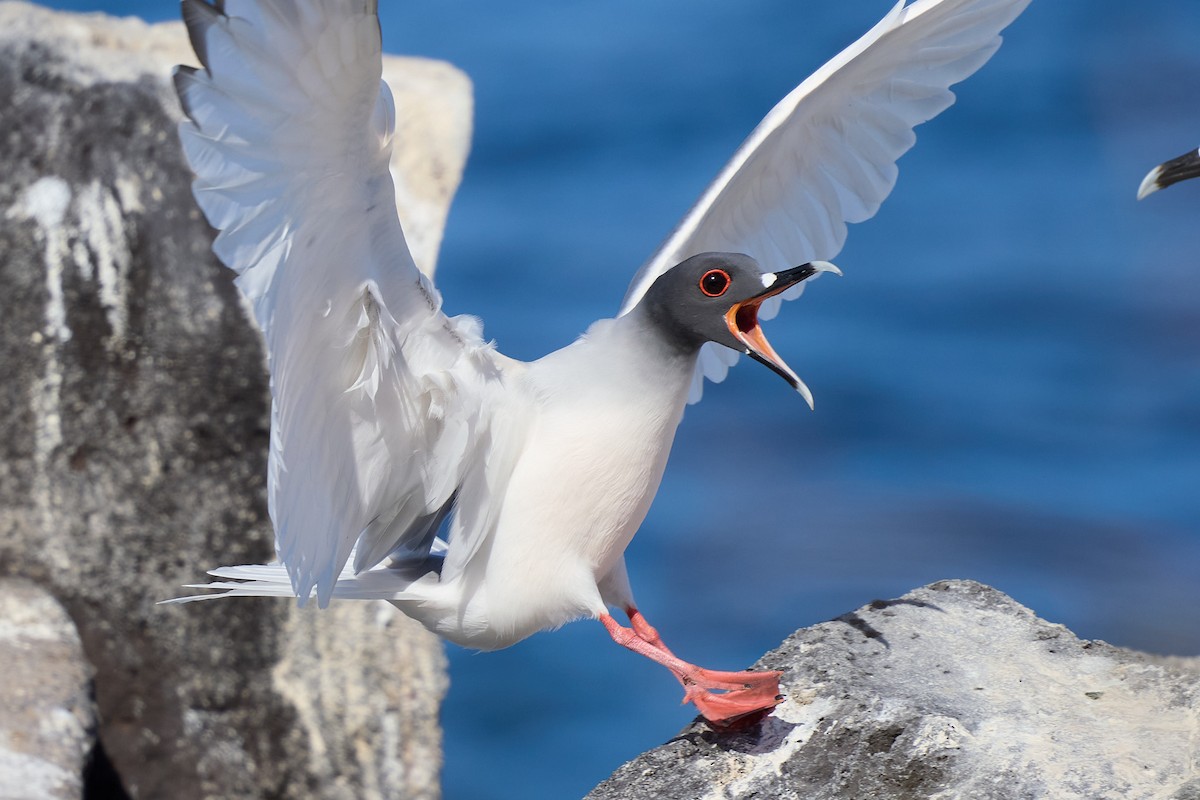Gaviota Tijereta - ML645808998