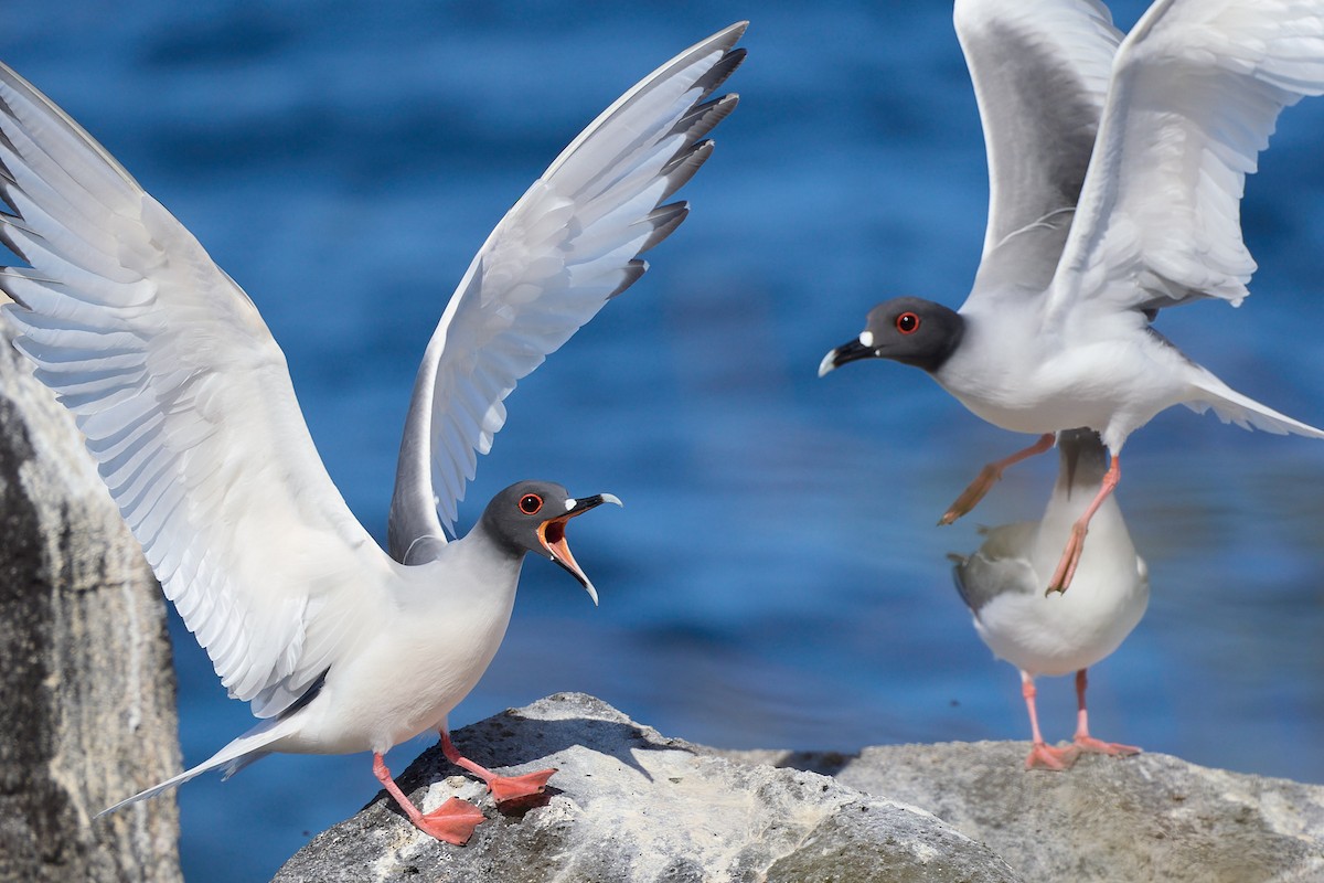 Gaviota Tijereta - ML645808999
