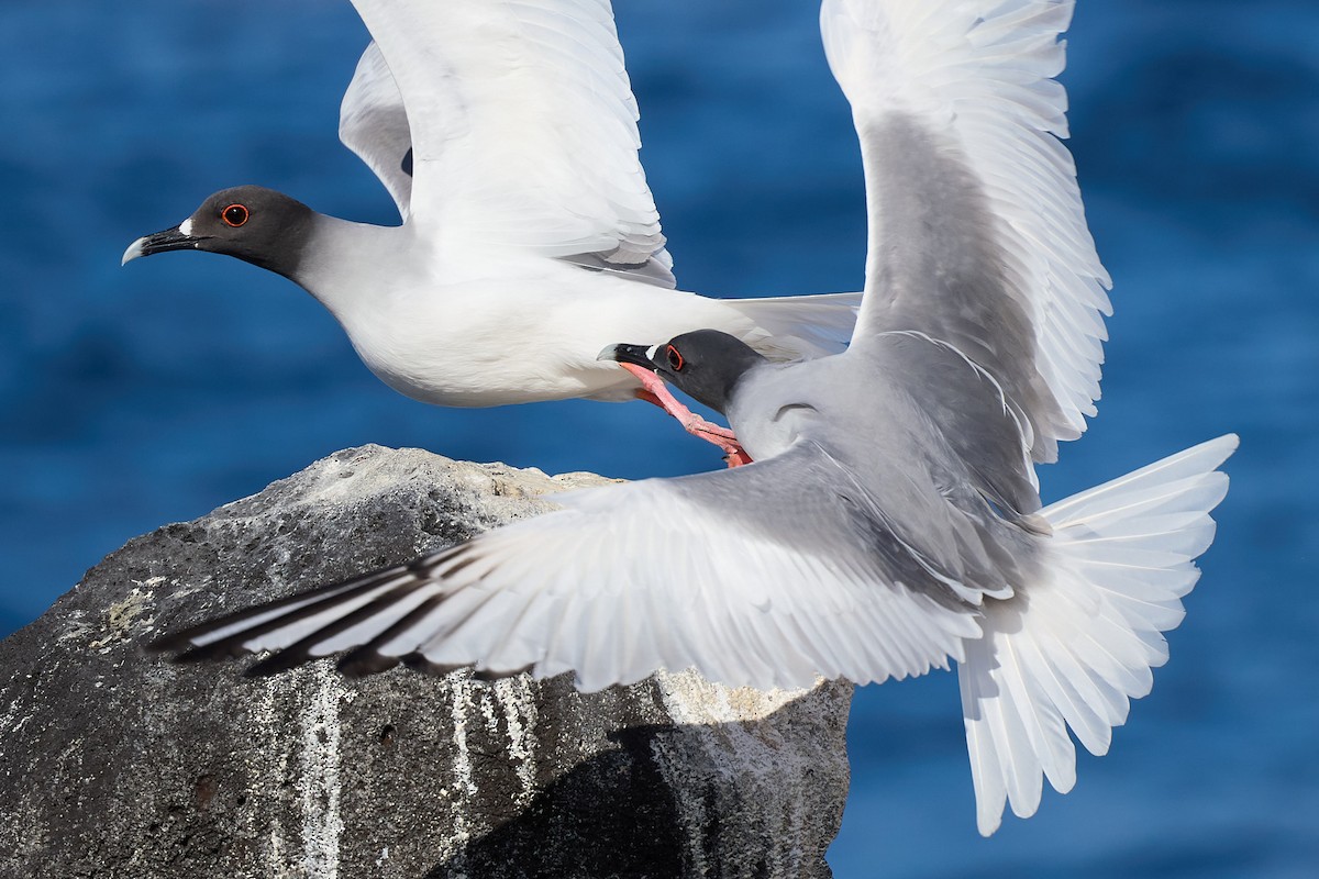 Gaviota Tijereta - ML645809000