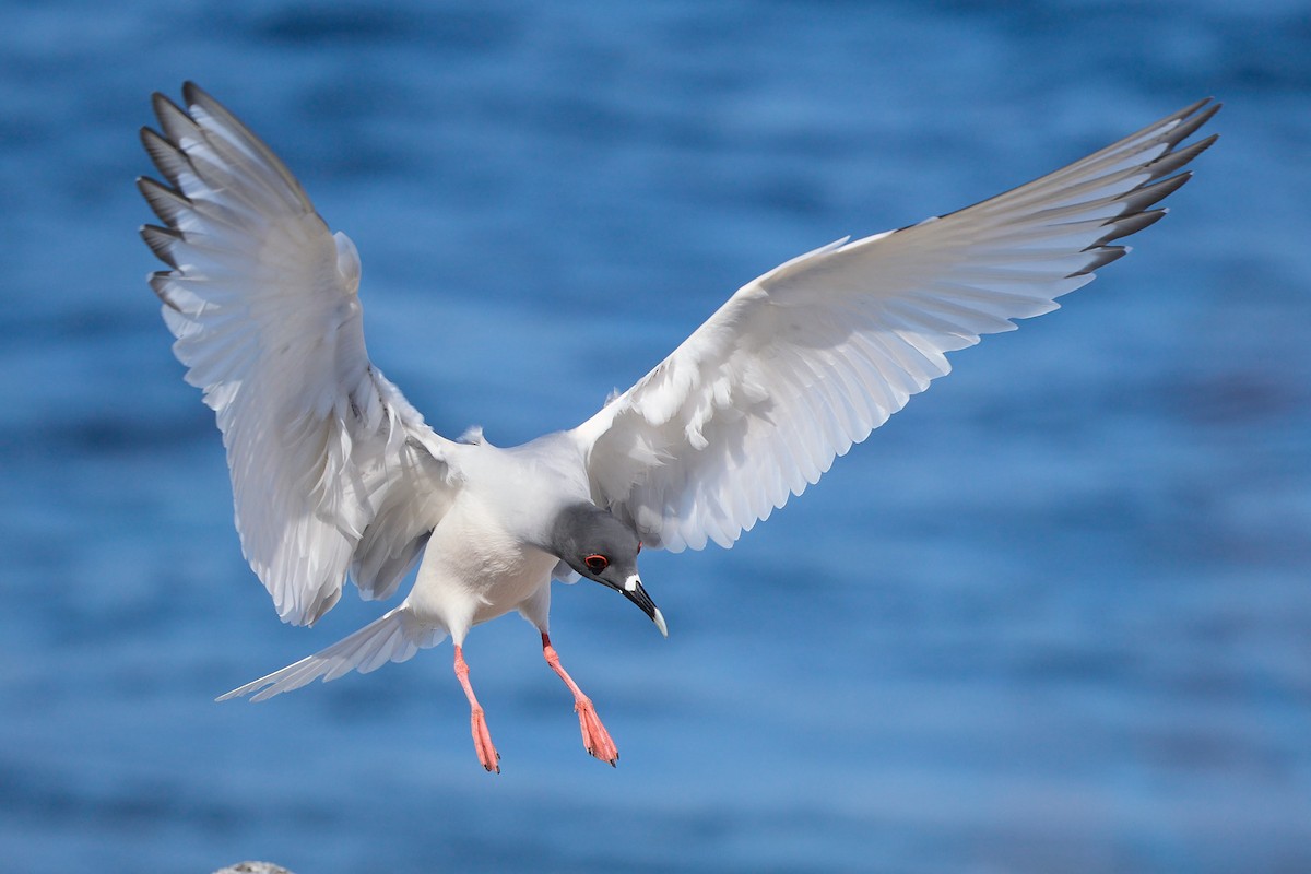 Gaviota Tijereta - ML645809001
