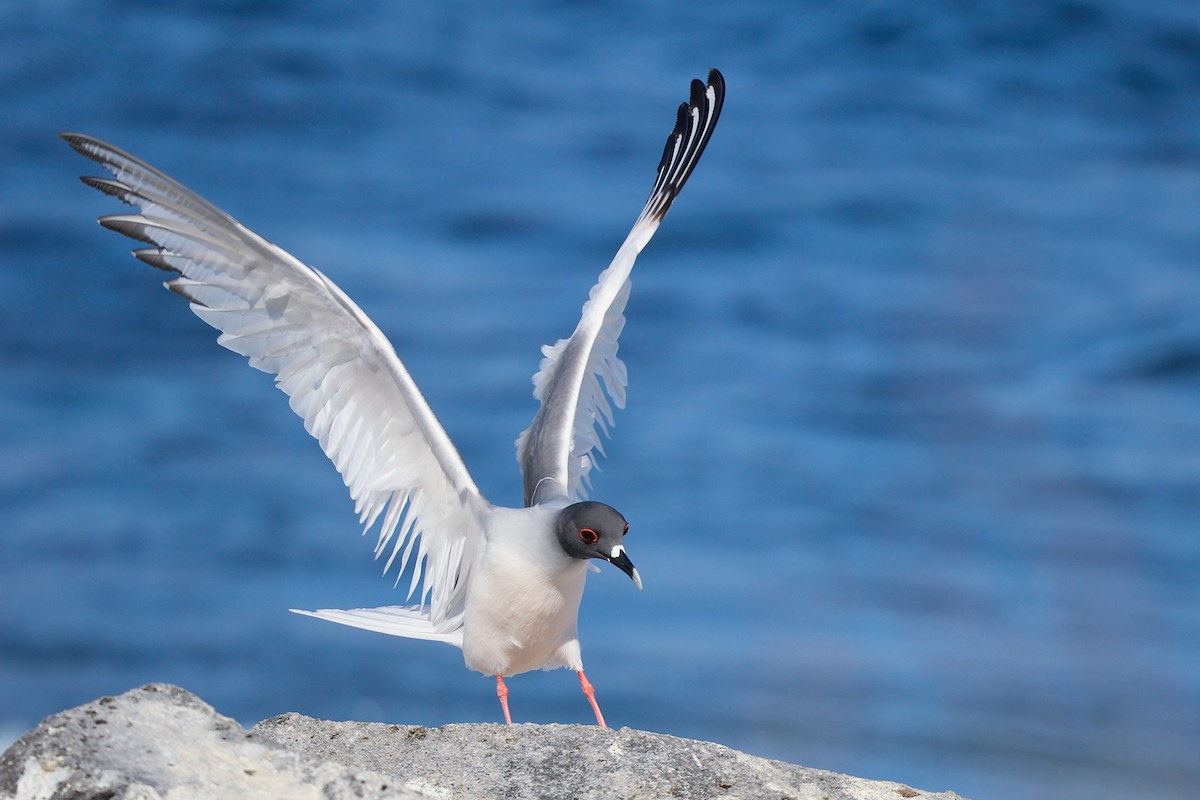 Gaviota Tijereta - ML645809002