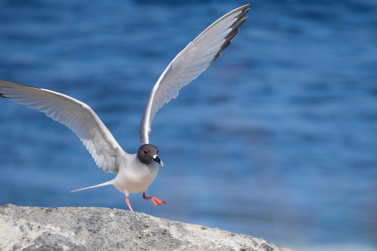 Gaviota Tijereta - ML645809003