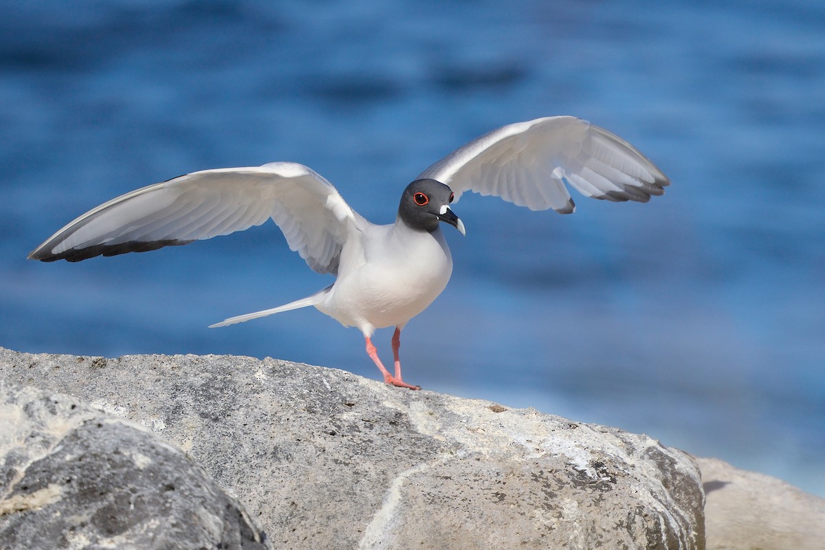Gaviota Tijereta - ML645809004