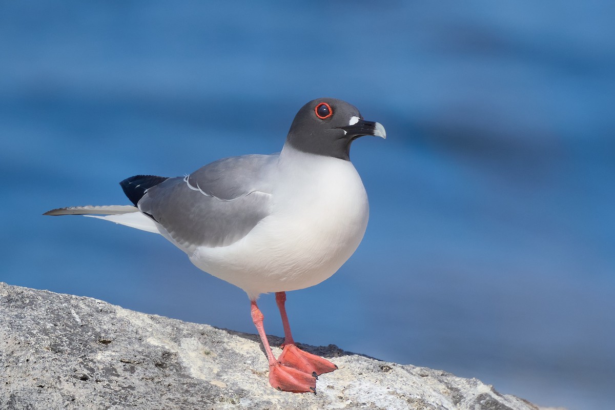 Gaviota Tijereta - ML645809005