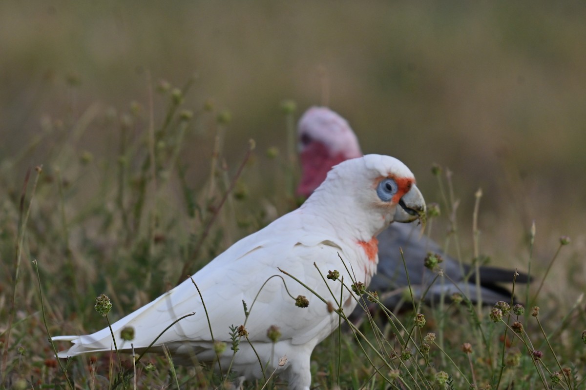 Long-billed Corella - ML645809013