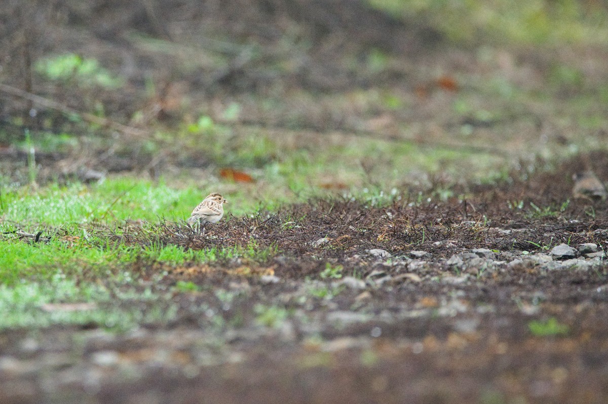 Clay-colored Sparrow - ML645809019