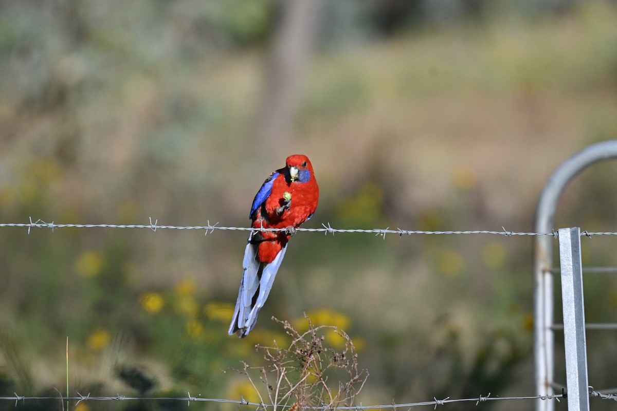 Crimson Rosella - ML645809020