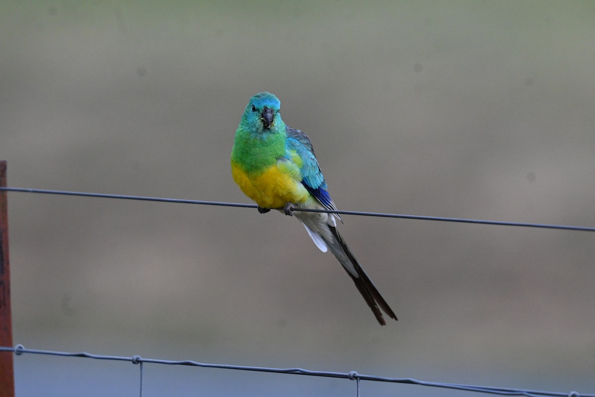 Red-rumped Parrot - ML645809024