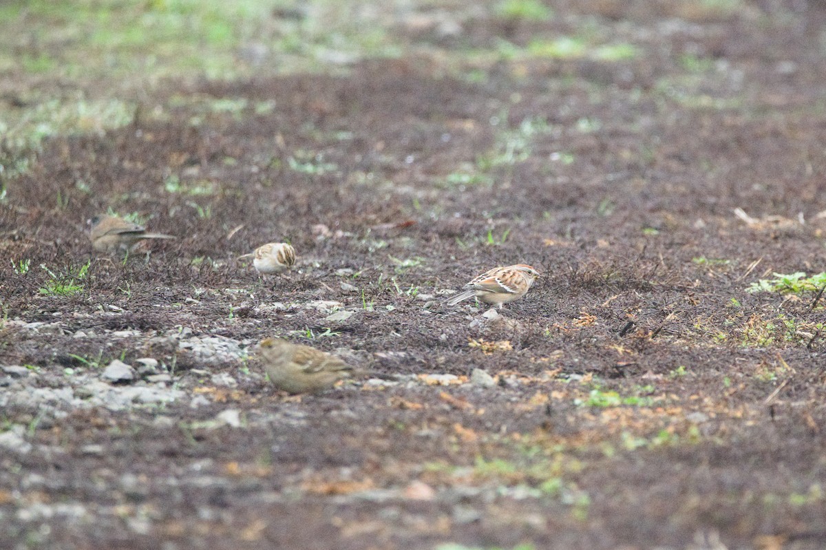 American Tree Sparrow - ML645809026