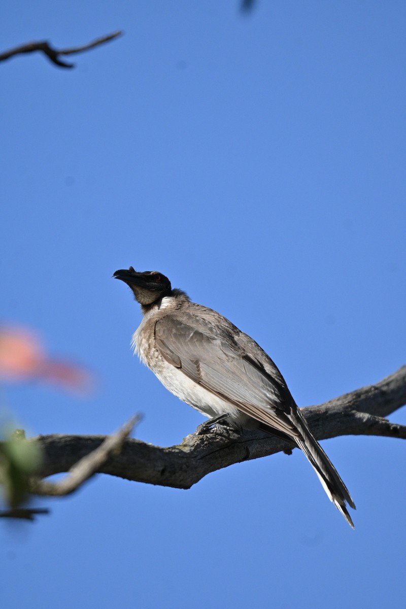 Noisy Friarbird - ML645809036