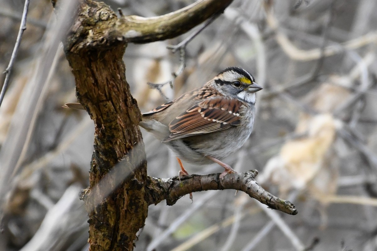 White-throated Sparrow - ML645809038