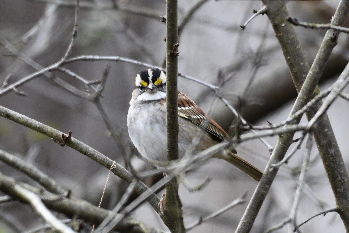 White-throated Sparrow - ML645809039