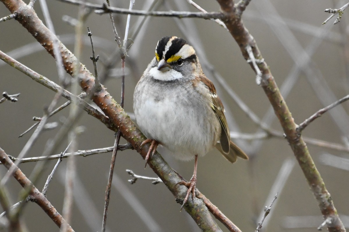 White-throated Sparrow - ML645809040