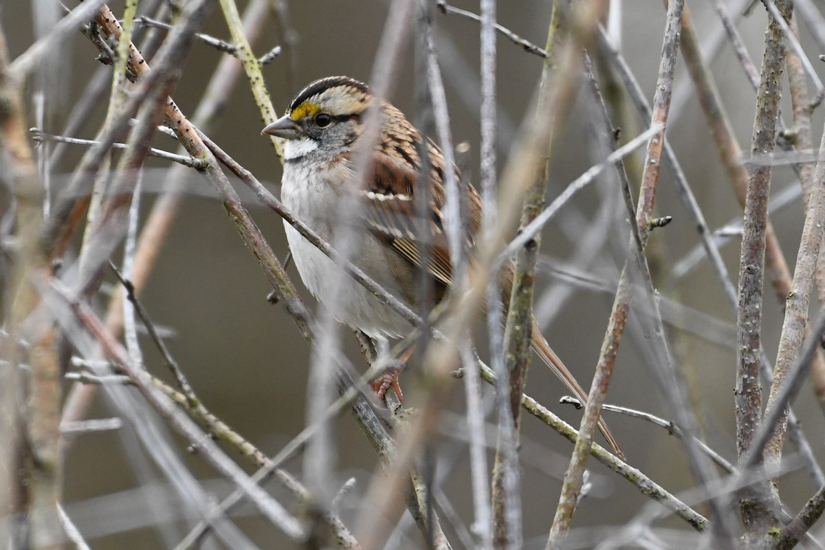 White-throated Sparrow - ML645809041