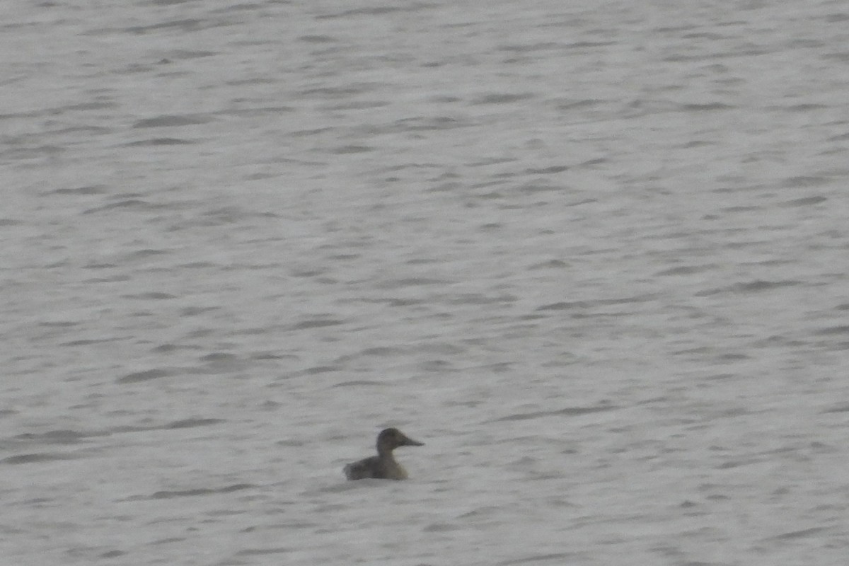 Northern Pintail - ML645809046