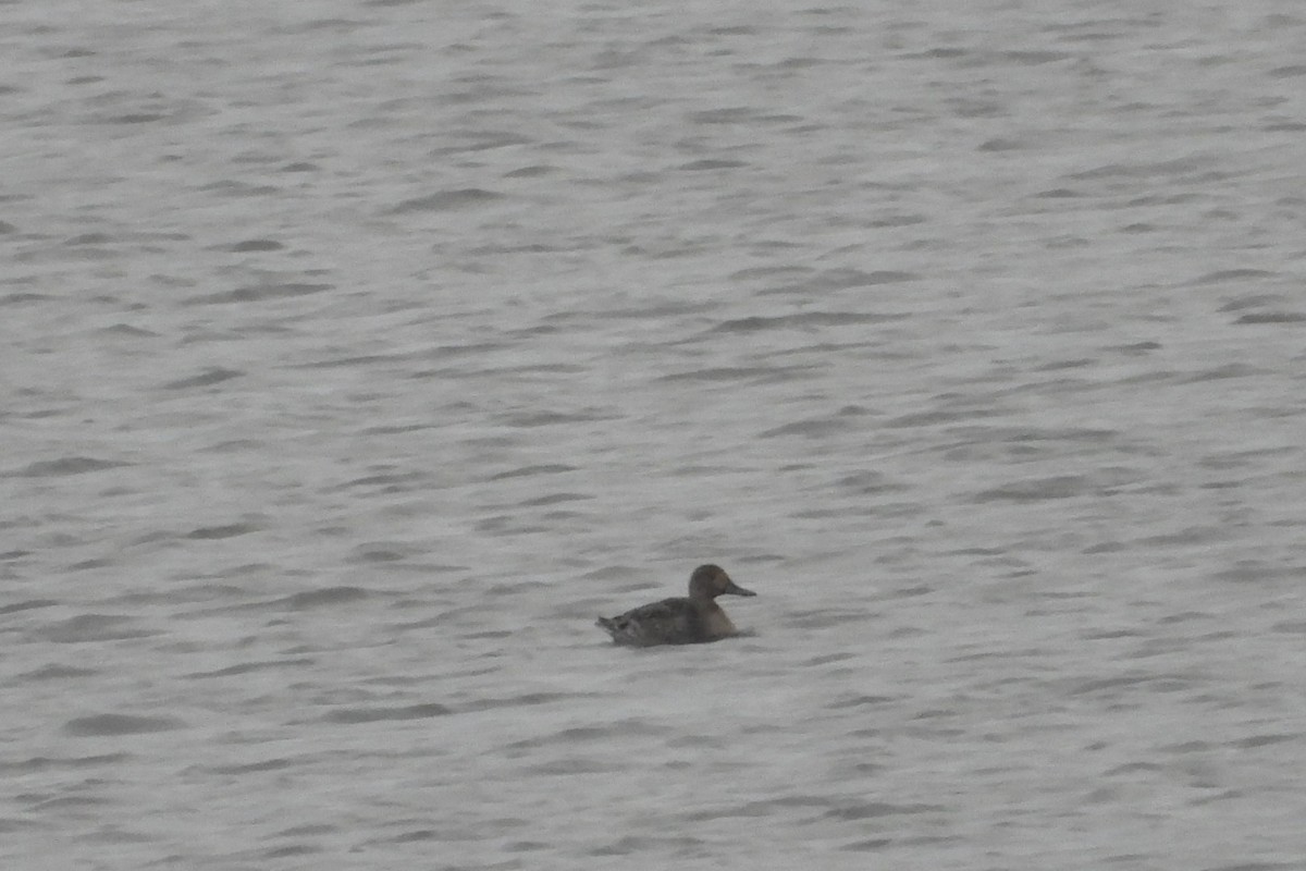 Northern Pintail - ML645809049