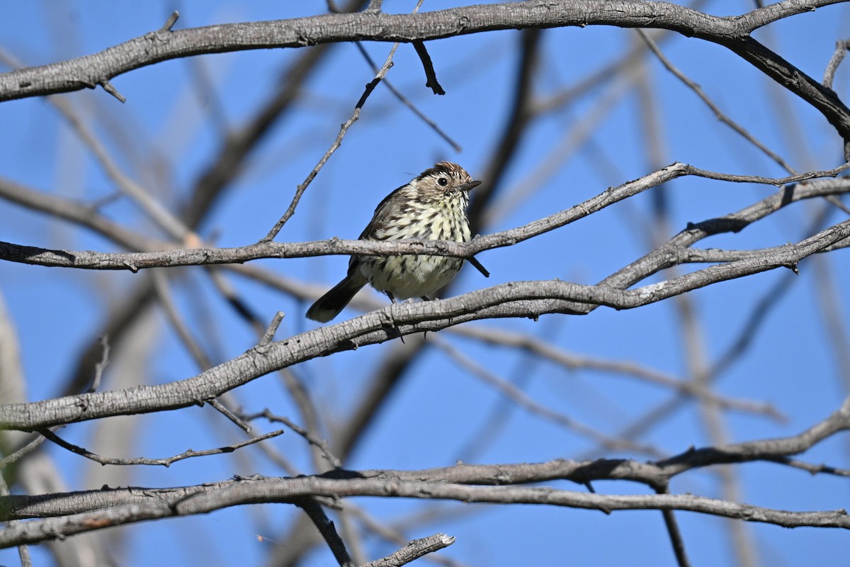 Speckled Warbler - ML645809052