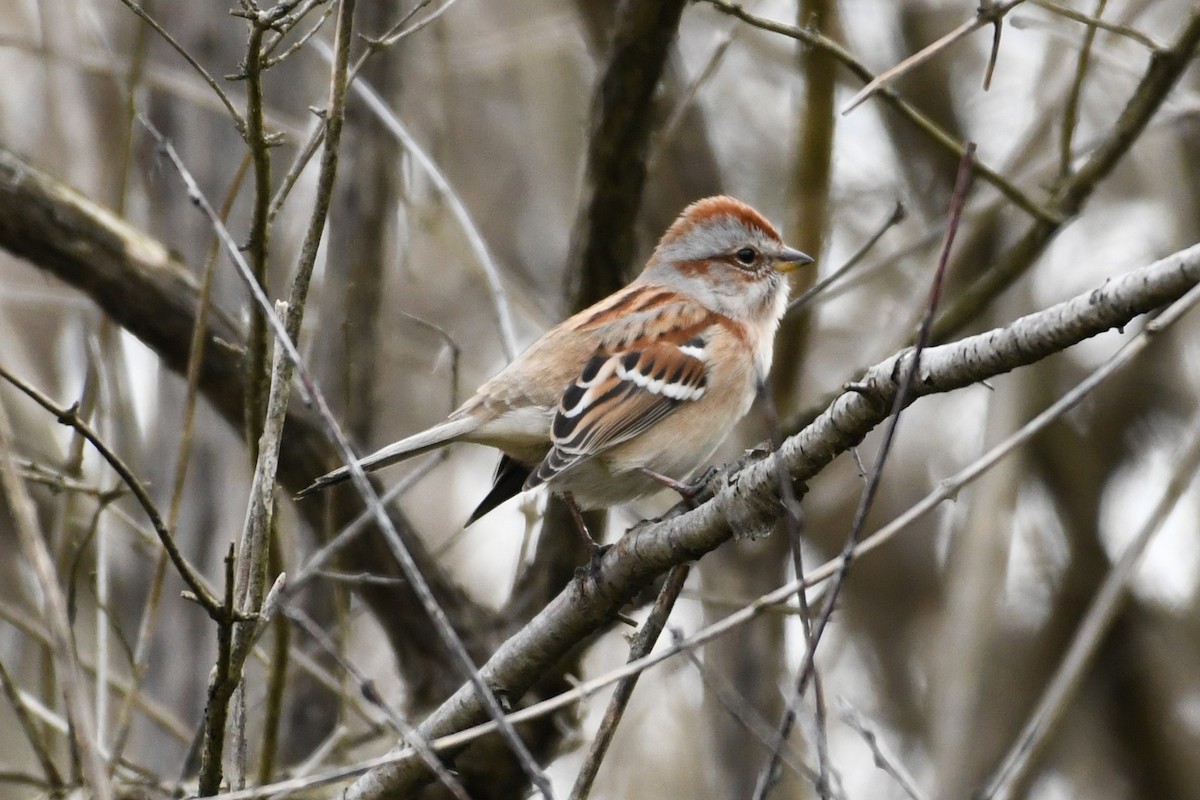 American Tree Sparrow - ML645809059