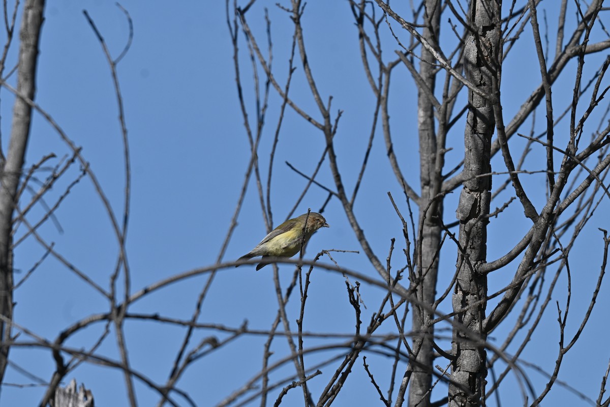 Weebill - ML645809062