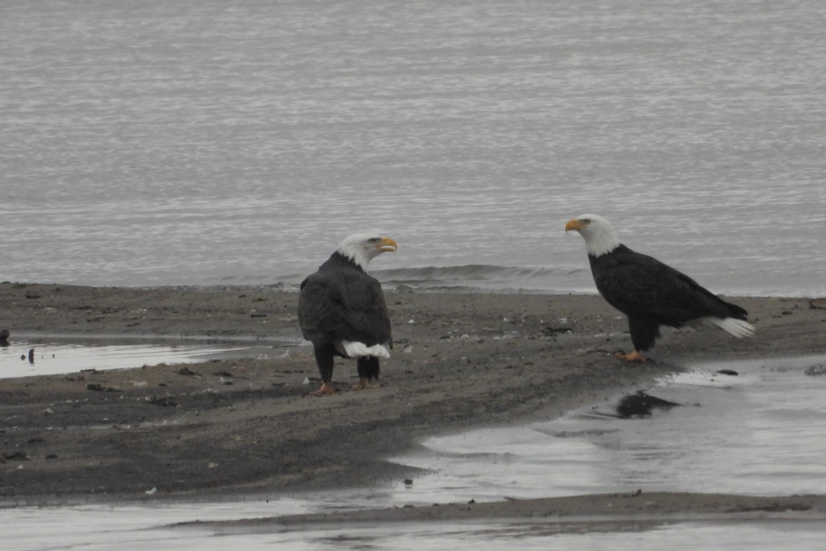 Bald Eagle - ML645809066