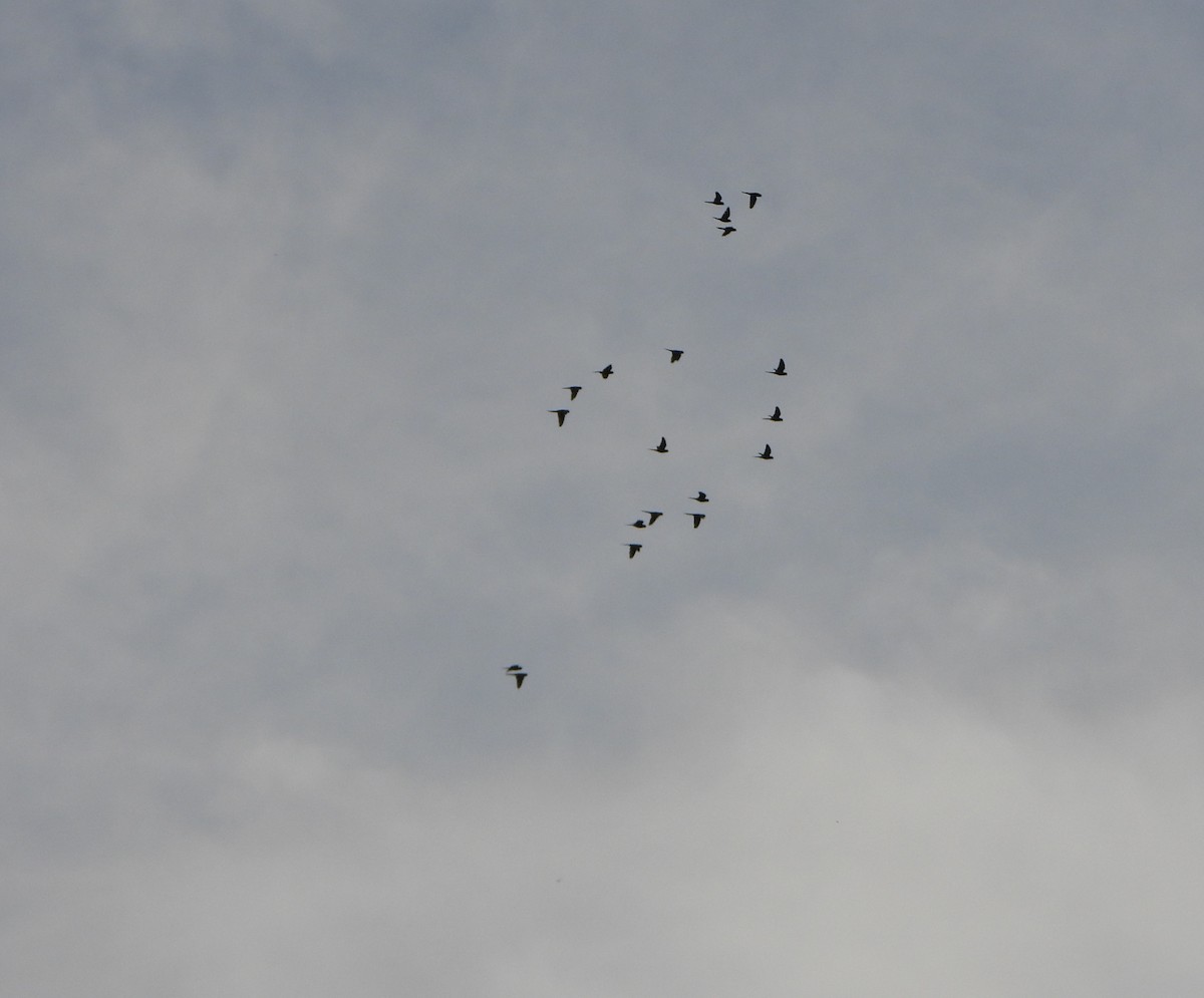 Scarlet-fronted Parakeet - ML645809067