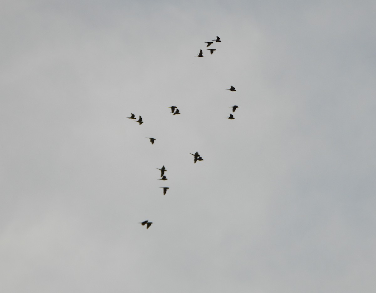 Scarlet-fronted Parakeet - ML645809070